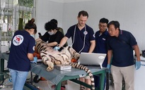 Chuyển 7 con hổ tại Vườn quốc gia Phong Nha - Kẻ Bàng sang nơi ở mới
