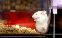 Dùng kéo giết chuột, nhóm nghiên cứu ở Mỹ bị phản ứng mạnh