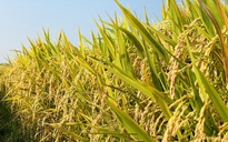 Gạo Việt tăng giá, Philippines xem xét giảm thuế nhập khẩu gạo