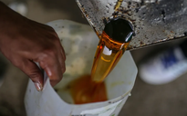 Xuất dầu ăn thừa cho Mỹ, Trung Quốc thu gần 390 triệu USD