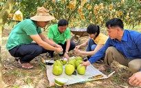 'Thủ phủ' bưởi Phúc Trạch nhộn nhịp vào vụ thu hoạch