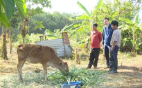 Vụ cấp bò giống nhỏ như con bê: UBND tỉnh Kon Tum chỉ đạo kiểm điểm trách nhiệm