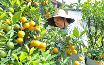 Vườn quất cả trăm triệu đầy ắp trái sum sê vàng óng, đón Tết Nguyên đán 2024