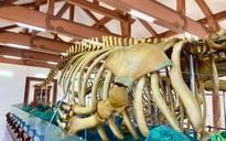 Chuyện về hai bộ xương cá voi lớn nhất Việt Nam