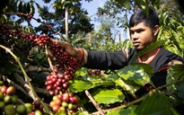 Giá cà phê lại lập đỉnh mới, lên 76.000 đồng/kg