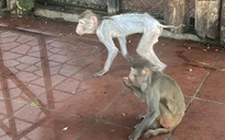 Hình ảnh khỉ gầy trơ xương giữa trời rét 9 độ, Vườn thú Hà Nội nói gì?