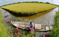 Miền Tây bội thu vụ lúa - tôm