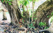 Độc đáo cây di sản Việt Nam: Cây lộc vừng 300 tuổi với nhiều tích xưa