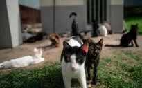 47 con mèo nghi bị đầu độc, cảnh sát Tây Ban Nha vào cuộc