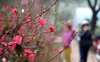 Nhà bên - Truyện ngắn dự thi của An Nhiên