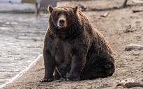 Alaska sắp mở cuộc thi gấu mập, một ‘ứng viên’ đã bị đối thủ giết chết
