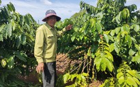 Nông dân lo lắng trước nạn hái trộm cà phê