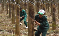Hơn 200 thợ cạo giỏi tranh tài tại Hội thi Bàn tay vàng VRG 2024