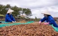 Cà phê thế giới trầm lắng kỳ nghỉ lễ, Tây nguyên ảnh hưởng mưa bão