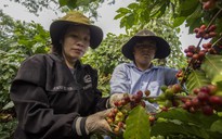 Thế giới giảm kéo giá cà phê Tây nguyên về mức 78.000 đồng/kg