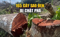 165 cây sao đen trong rừng phòng hộ ở Bình Định bị chặt phá