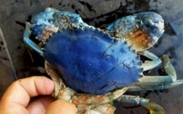 Hy hữu: Nông dân Cà Mau bắt được cua biển xanh tím độc lạ