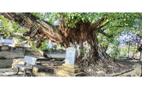 Độc đáo cặp 'đại lão' bồ đề là cây di sản ở Nam Định
