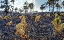 Công nhân bảo dưỡng đường làm cháy rừng trồng ở Kon Tum