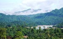 Chủ tịch UBND tỉnh Quảng Nam nói gì về việc chưa thể bán tín chỉ carbon rừng?