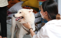 Bùng nổ ca bệnh nhiễm giun lây từ thú cưng: Người nuôi cần làm gì?
