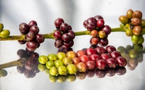 Giá cà phê tiếp tục tăng, mốc 90.000 đồng/kg không còn xa