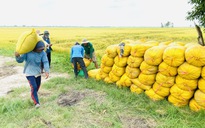 Tồn kho gạo thế giới thấp nhất 6 năm qua, giảm gần 10%