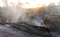 Đắk Nông: Cấm sử dụng lửa trong rừng vào những ngày hanh khô, nắng nóng cao điểm