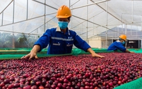 Giá cà phê xuất khẩu tăng 64% so với cùng kỳ năm 2023