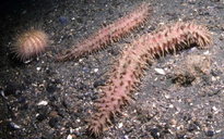 Phát hiện loài động vật mới có hơn 200 chân ở đáy biển sâu