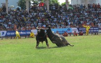 Lùi thời gian tổ chức Lễ hội chọi trâu Đồ Sơn