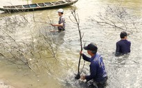 Ngày tết, người miền Tây dỡ chà bắt cá ở đất mũi: Du khách có trải nghiệm thú vị