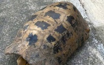 Đi hái rau, người phụ nữ bắt gặp rùa núi vàng quý hiếm