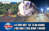 Toàn cảnh 17h 12.10: 4 con vật lạ trắng như tuyết ở An Giang | Tai nạn thảm khốc 7 người trong 2 gia đình