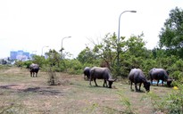 TP.HCM có 326 dự án đang giải phóng mặt bằng