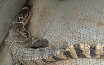 Đã bắt được cá sấu nghi tấn công người trên sông Chò