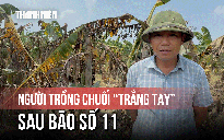 Người dân trồng chuối mất tiền tỷ, suy sụp chờ hỗ trợ sau bão 11