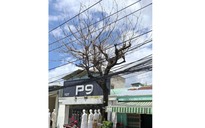 Cây chết khô lâu ngày chưa được xử lý