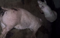 Thu mua lợn bệnh, lợn chết bán cho các bếp ăn công nhân