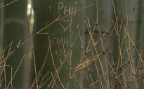 Dân mạng bức xúc trước dòng chữ tiếng Việt khắc trong rừng tre Nhật Bản