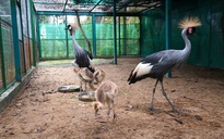 3 con sếu vương miện chào đời tại Thảo Cầm Viên: Cận cảnh sau 5 tuần nở trứng