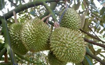 Xuất khẩu sầu riêng lại gặp khó