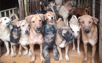 Thực trạng buồn của việc nuôi thú cưng theo trào lưu