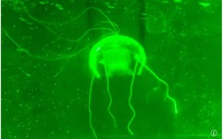 Trung Quốc chế tạo robot 'ma' thực hiện nhiệm vụ giám sát bí mật dưới nước