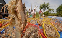 Xuất khẩu tôm tăng cao kỷ lục, bất chấp thách thức