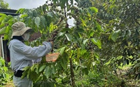 Nông dân thấp thỏm vì mưa lũ bất thường