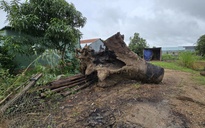 Phá nát bờ sông Ayun khai thác gỗ lạ