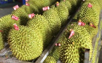 Xuất khẩu sầu riêng bị gián đoạn, Chính phủ yêu cầu làm rõ trách nhiệm