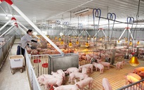 Giá heo hơi hôm nay 31.10.2025: Quay lại vùng giá đáy