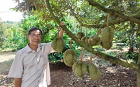 Đại nông trại sầu riêng dùng công nghệ